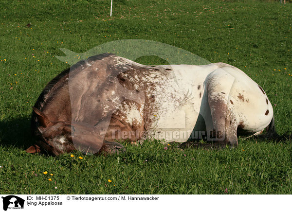 liegender Appaloosa / lying Appaloosa / MH-01375