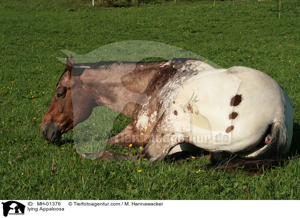 liegender Appaloosa / lying Appaloosa / MH-01376