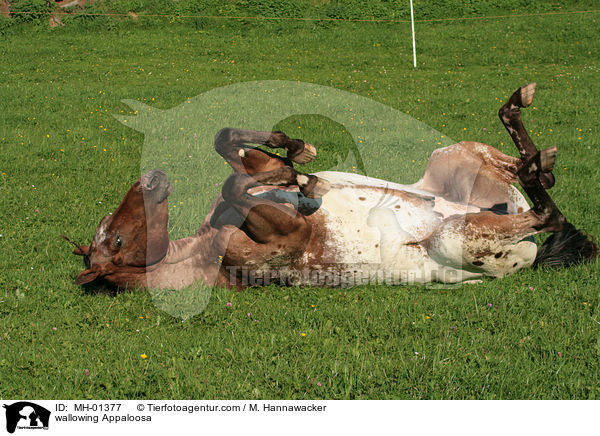 sich wlzender Appaloosa / wallowing Appaloosa / MH-01377