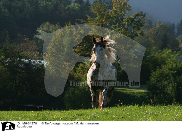 Appaloosa / Appaloosa / MH-01378