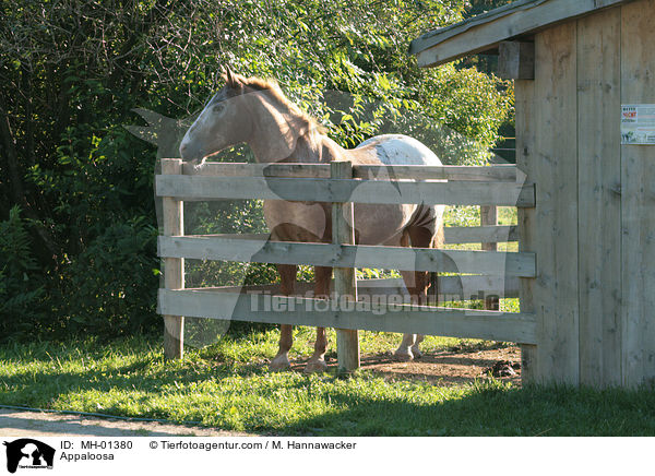 Appaloosa / Appaloosa / MH-01380