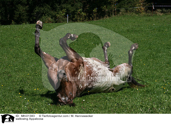 sich wlzender Appaloosa / wallowing Appaloosa / MH-01383