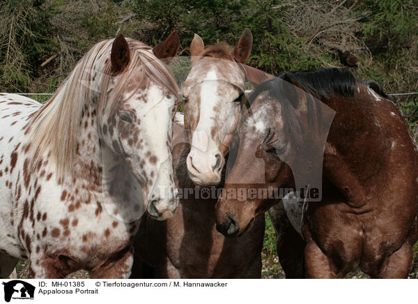 Appaloosa Portrait / MH-01385