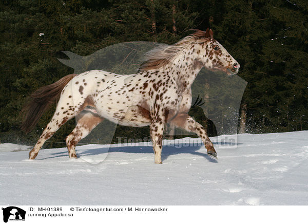 rennender Appaloosa / running Appaloosa / MH-01389