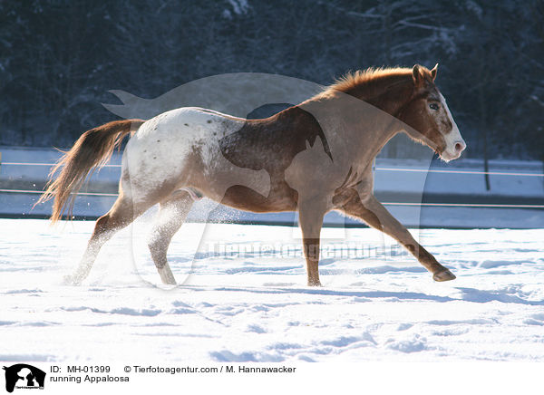 rennender Appaloosa / running Appaloosa / MH-01399