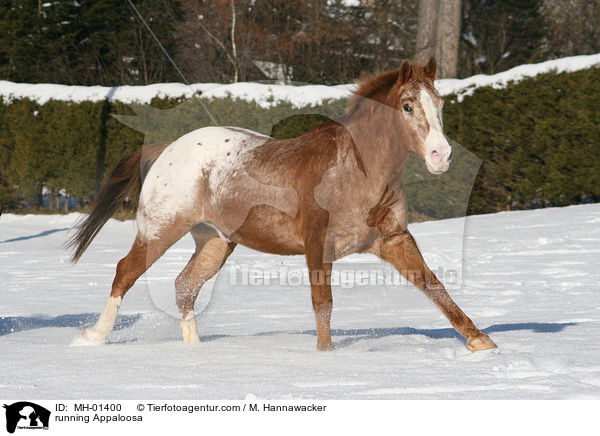 rennender Appaloosa / running Appaloosa / MH-01400