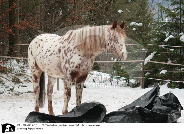 Appaloosa beim spielen / playing Appaloosa / MH-01405