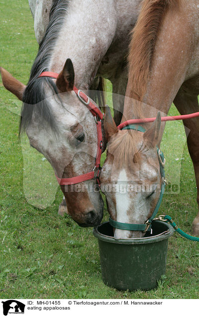 fressende Appaloosas / eating appaloosas / MH-01455