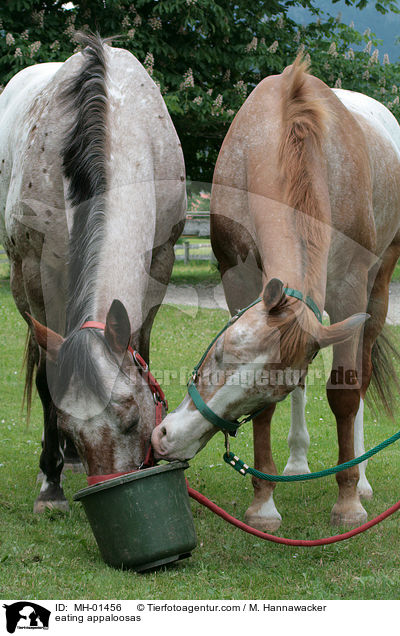 fressende Appaloosas / eating appaloosas / MH-01456
