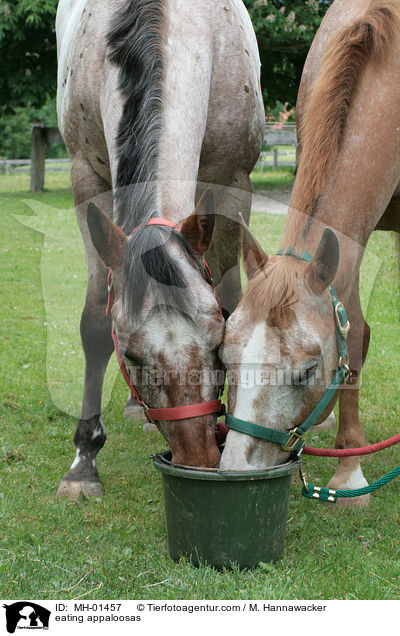 fressende Appaloosas / eating appaloosas / MH-01457