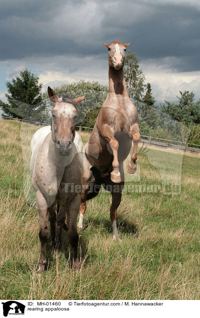 steigender Appaloosa / rearing appaloosa / MH-01460