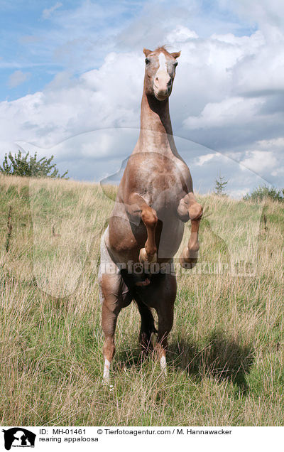rearing appaloosa / MH-01461