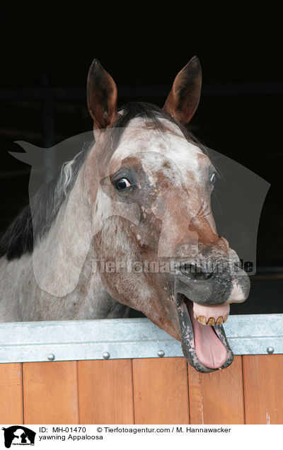 ghnender Appaloosa / yawning Appaloosa / MH-01470