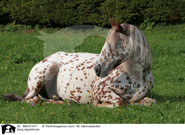 liegender Appaloosa / lying appaloosa / MH-01471