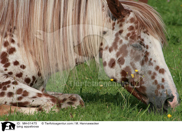 liegender Appaloosa / lying appaloosa / MH-01475