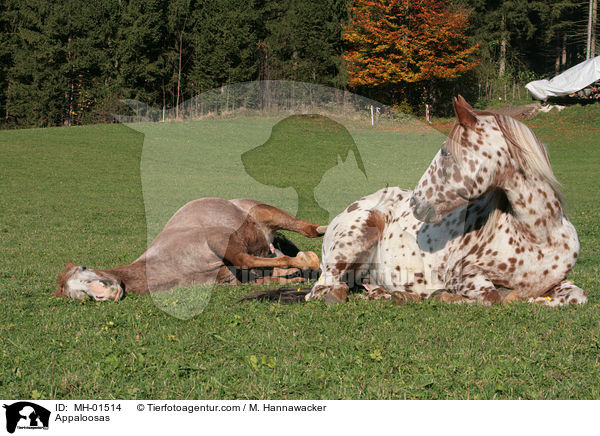Appaloosas / Appaloosas / MH-01514