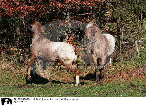 Appaloosas / MH-01519