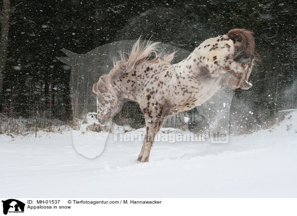 Appaloosa im Schnee / Appaloosa in snow / MH-01537