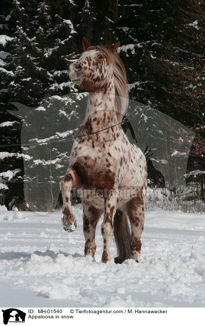 Appaloosa im Schnee / Appaloosa in snow / MH-01540