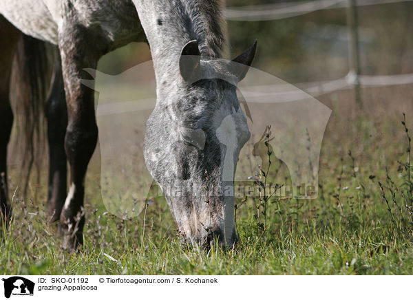 grasendes Appaloosa / grazing Appaloosa / SKO-01192