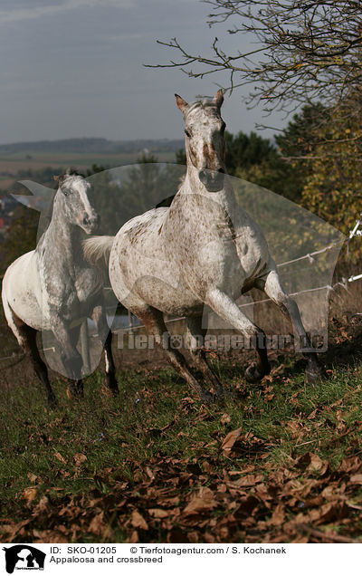 Appaloosa und Mix / Appaloosa and crossbreed / SKO-01205