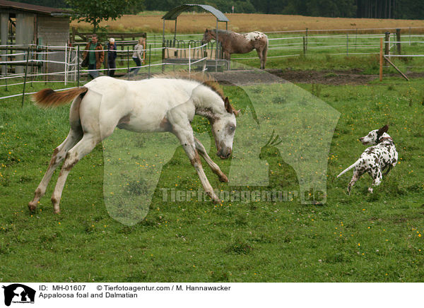 Appaloosa foal and Dalmatian / MH-01607