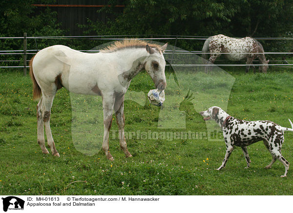 Appaloosa Fohlen und Dalmatiner / Appaloosa foal and Dalmatian / MH-01613