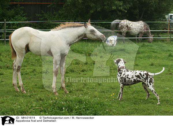 Appaloosa foal and Dalmatian / MH-01614