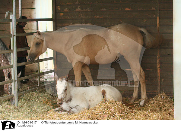 Appaloosas / Appaloosas / MH-01617
