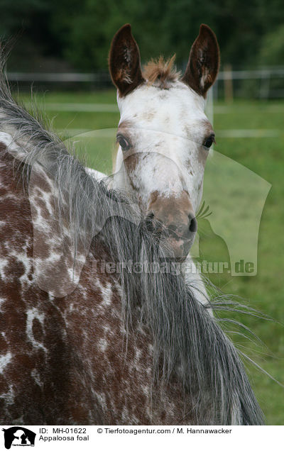 Appaloosa foal / MH-01622