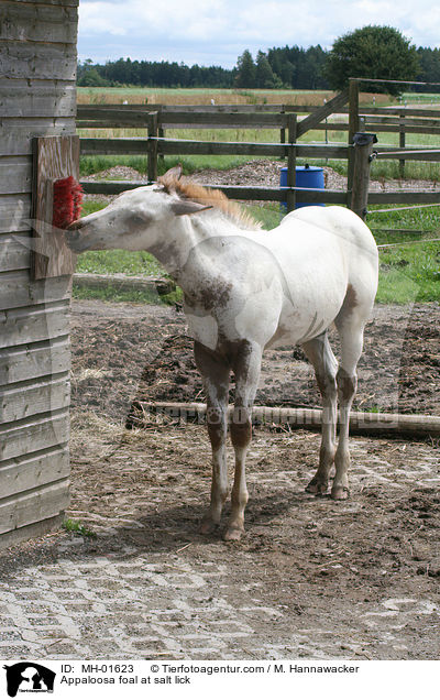 Appaloosa Fohlen an Salzleckstein / Appaloosa foal at salt lick / MH-01623