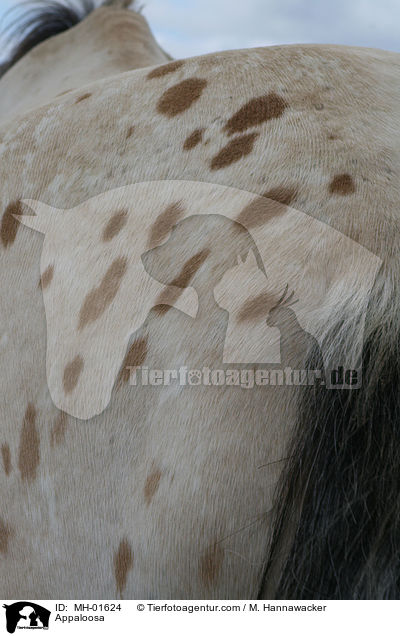 Appaloosa / MH-01624