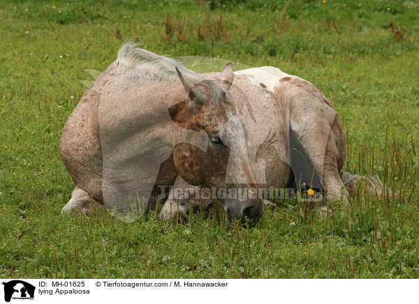 liegendes Appaloosa / lying Appaloosa / MH-01625