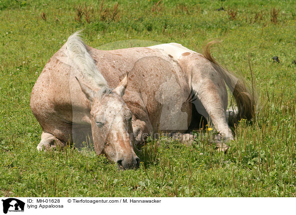liegendes Appaloosa / lying Appaloosa / MH-01628