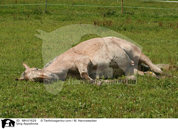 liegendes Appaloosa / lying Appaloosa / MH-01629
