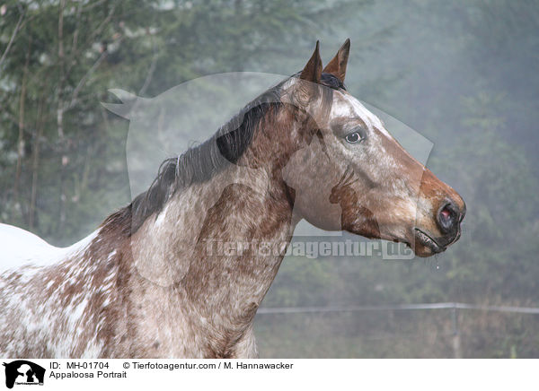 Appaloosa Portrait / Appaloosa Portrait / MH-01704