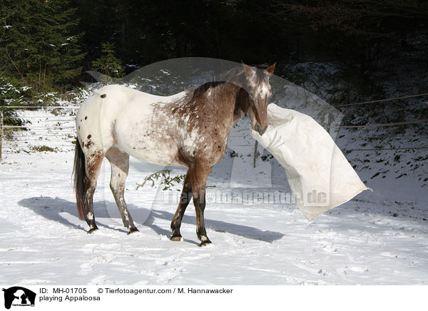 spielendes Appaloosa / playing Appaloosa / MH-01705