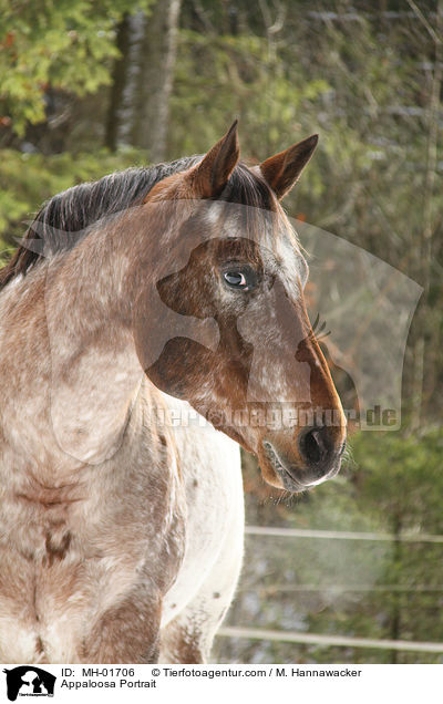 Appaloosa Portrait / Appaloosa Portrait / MH-01706
