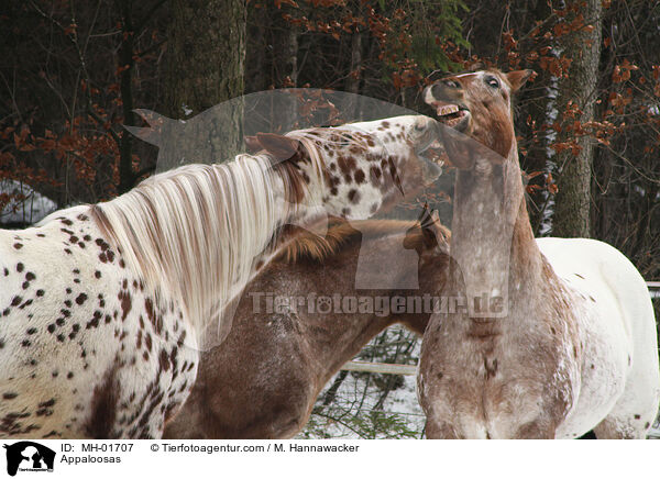 Appaloosas / Appaloosas / MH-01707
