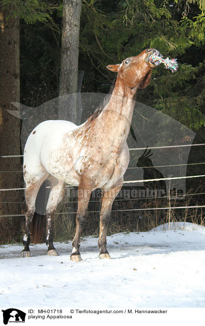 spielendes Appaloosa / playing Appaloosa / MH-01718