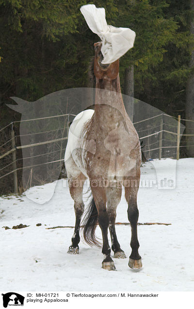 playing Appaloosa / MH-01721