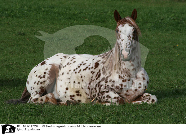 liegendes Appaloosa / lying Appaloosa / MH-01729