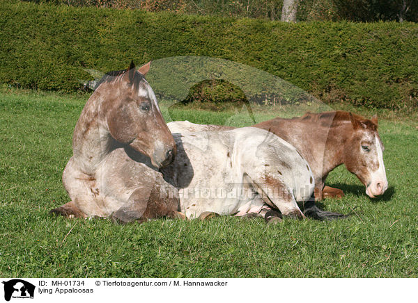 lying Appaloosas / MH-01734