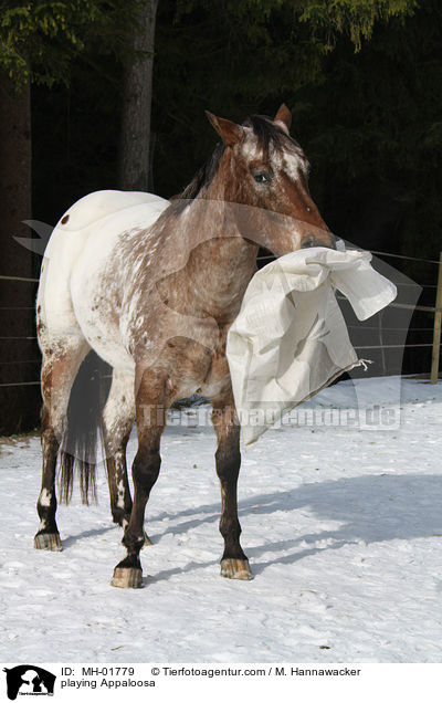 playing Appaloosa / MH-01779
