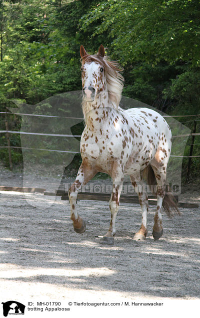 trabendes Appaloosa / trotting Appaloosa / MH-01790