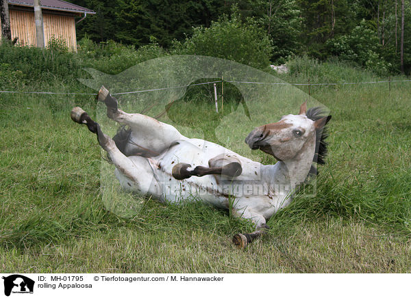 rolling Appaloosa / MH-01795