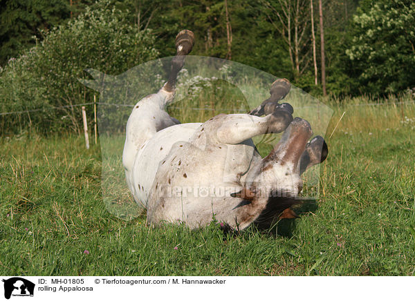 rolling Appaloosa / MH-01805