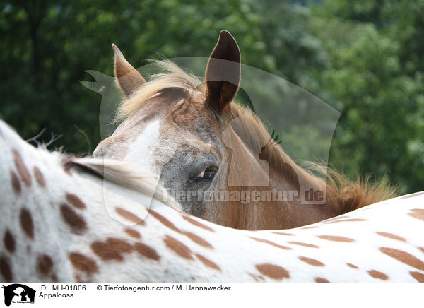 Appaloosa / MH-01806
