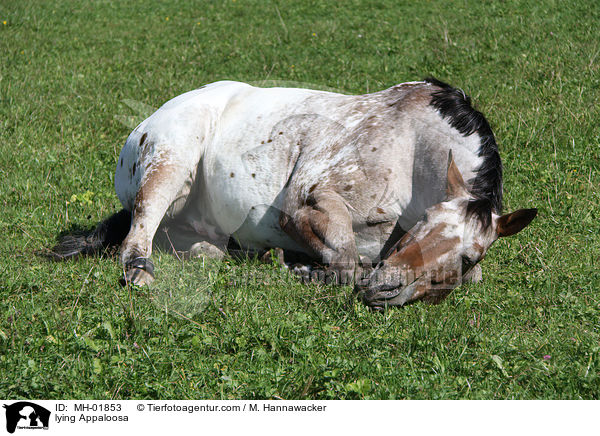 liegendes Appaloosa / lying Appaloosa / MH-01853