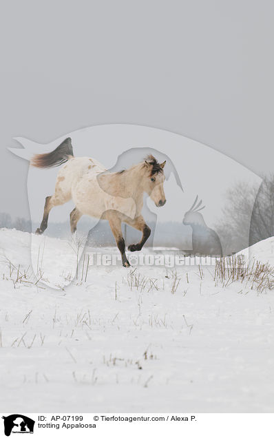 trabendes Appaloosa / trotting Appaloosa / AP-07199